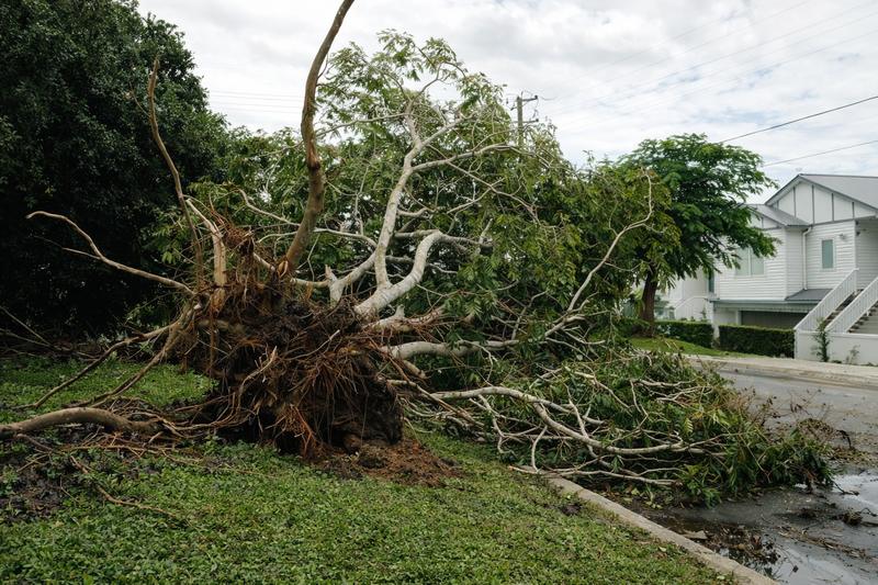 Tree Removal – EP Construction